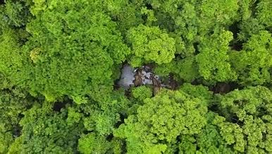 原始森林深处植被河流4K航拍视频的预览图